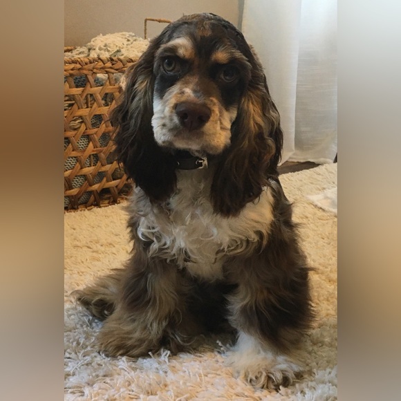 Meet Your Posher, Karri - Picture 4 of 17